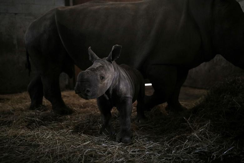 Atanasio, a ten-day-old white rhino calf, stands next to his mother Hanna, as the first white rhino born in captivity in Latin America, at Buin Zoo in Santiago, Chile. REUTERS/Pablo Sanhueza    
